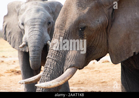 Deux éléphants de détente à un point d'eau dans le Parc National de Chobe au Botswana Banque D'Images