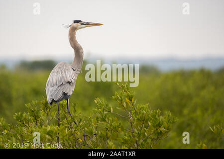 Un grand héron perché sur une mangrove. Banque D'Images