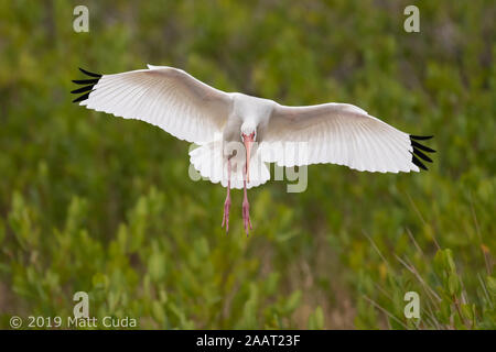 Un Ibis blanc venant pour l'atterrissage Banque D'Images