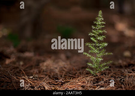 Celui de plant d'asperge (Asparagus acutifolius) pousse dans la forêt entre les feuilles des pins avec arrière-plan flou Banque D'Images