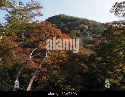 Feuillage d'automne vu depuis un sentier dans le parc Minoo, à Osaka au Japon. Banque D'Images