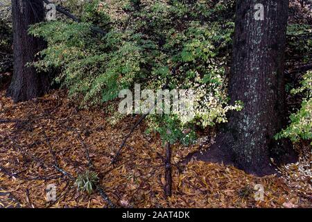 Atlanta, Georgia, USA. 23 Nov, 2019. Couleurs d'automne dans une banlieue d'Atlanta après un orage. Crédit : Brian Cahn/ZUMA/Alamy Fil Live News Banque D'Images