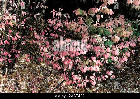 Atlanta, Georgia, USA. 23 Nov, 2019. Couleurs d'automne dans une banlieue d'Atlanta après un orage. Crédit : Brian Cahn/ZUMA/Alamy Fil Live News Banque D'Images