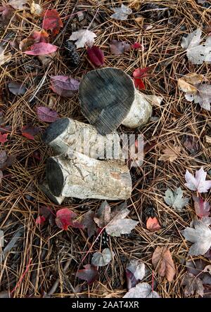 Atlanta, Georgia, USA. 23 Nov, 2019. Couleurs d'automne dans une banlieue d'Atlanta après un orage. Crédit : Brian Cahn/ZUMA/Alamy Fil Live News Banque D'Images