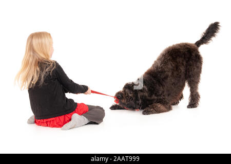 Jeune fille blonde jouer remorqueur de la guerre avec black labradoodle sur une laisse rouge. Isolé sur fond blanc studio Banque D'Images