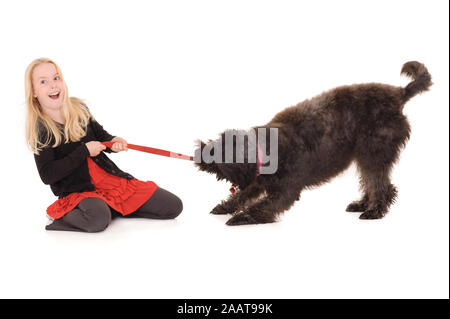 Jeune fille blonde rire jouer remorqueur de la guerre avec black labradoodle. Isolé sur fond blanc studio Banque D'Images