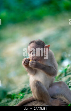 Un bébé singe faim manger de la nourriture près du bord de la falaise Banque D'Images
