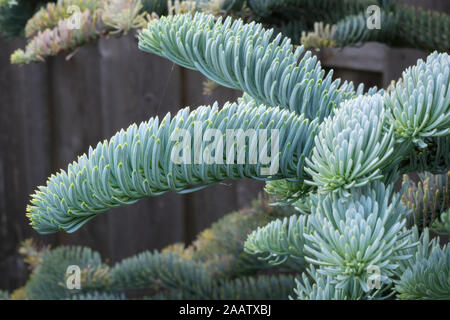 Les jeunes pousses d'Abies procera glauca (sapin noble) au printemps dans un jardin botanique. Belle couleur argenté bleu des aiguilles. Banque D'Images