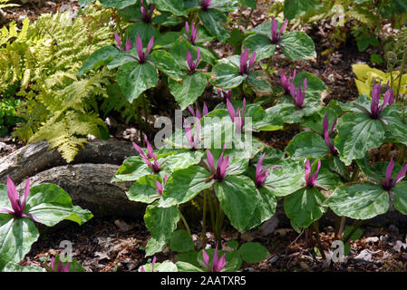 La couleur brun/rouge marron Trillium Sessile (Toadshade/ Service-robin) cultivés dans une frontière à RHS Garden Harlow Carr, Harrogate, Yorkshire. Angleterre, Royaume-Uni Banque D'Images