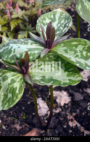 La couleur brun/rouge marron Trillium Sessile (Toadshade/ Service-robin) cultivés dans une frontière à RHS Garden Harlow Carr, Harrogate, Yorkshire. Angleterre, Royaume-Uni Banque D'Images