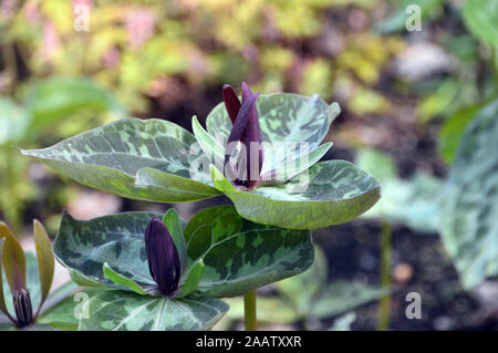 La couleur brun/rouge marron Trillium Sessile (Toadshade/ Service-robin) cultivés dans une frontière à RHS Garden Harlow Carr, Harrogate, Yorkshire. Angleterre, Royaume-Uni Banque D'Images