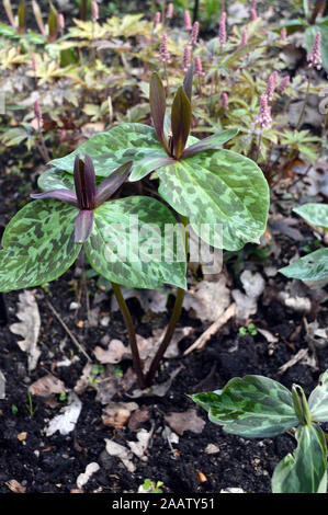 La couleur brun/rouge marron Trillium Sessile (Toadshade/ Service-robin) cultivés dans une frontière à RHS Garden Harlow Carr, Harrogate, Yorkshire. Angleterre, Royaume-Uni Banque D'Images