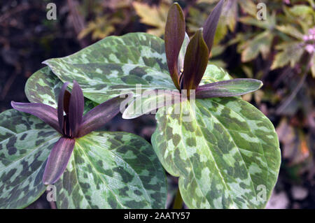 La couleur brun/rouge marron Trillium Sessile (Toadshade/ Service-robin) cultivés dans une frontière à RHS Garden Harlow Carr, Harrogate, Yorkshire. Angleterre, Royaume-Uni Banque D'Images