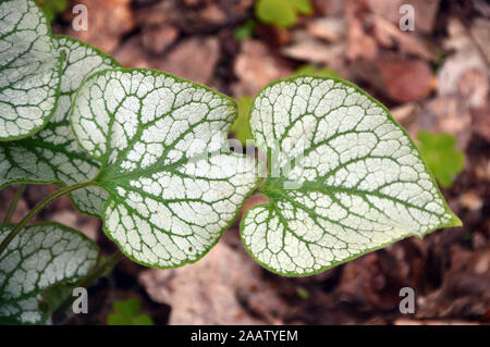 (Vipérine commune de Sibérie panaché Brunnera macrophylla) feuilles cultivées dans une frontière à RHS Garden Harlow Carr, Harrogate, Yorkshire. Angleterre, Royaume-Uni Banque D'Images