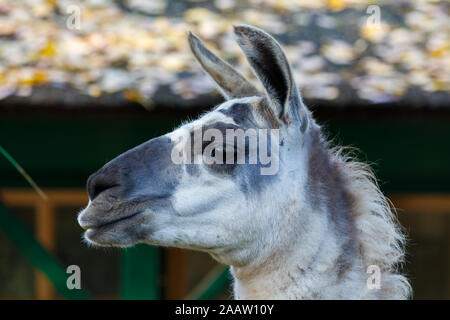 Profil de côté de Lama blanc et gris Banque D'Images
