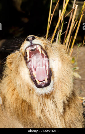 Lion mâle en colère grondant et roulement agressivement les dents Banque D'Images