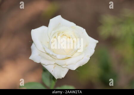 Belle Rose blanche fleur Banque D'Images