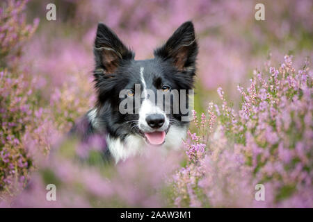 Portrait de Border Collie dans la floraison Heather Banque D'Images
