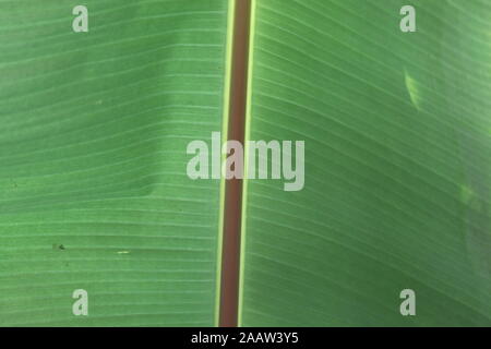Texture de la feuille de bananier tropical, de grandes feuilles de palmier nature fond vert sombre Banque D'Images