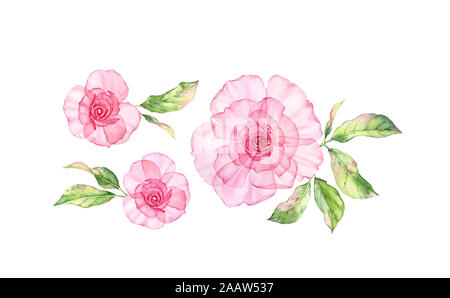 Aquarelle Rose Transparent ensemble floral. Grandes fleurs roses et feuilles colorées isolé sur blanc. Illustrations botaniques peintes à la main l'ensemble pour Banque D'Images