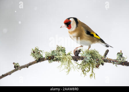 Close-up of gold finch sur perching on twig au cours de l'hiver Banque D'Images