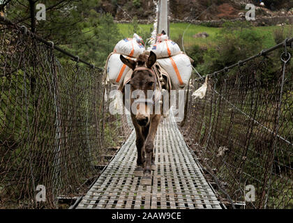 Les ânes transportant des dispositions sur le pont suspendu de Phakding, Solo Khumbu, Népal Banque D'Images