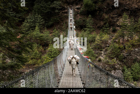 Les ânes transportant des dispositions sur le pont suspendu de Phakding, Solo Khumbu, Népal Banque D'Images