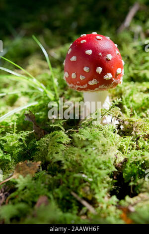 Agaric des forêts en vol Banque D'Images