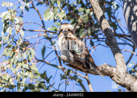 Laughing Kookaburra dans un arbre à Red Hill Nature Reserve, ACT, Australie sur un matin de printemps en novembre 2019 Banque D'Images