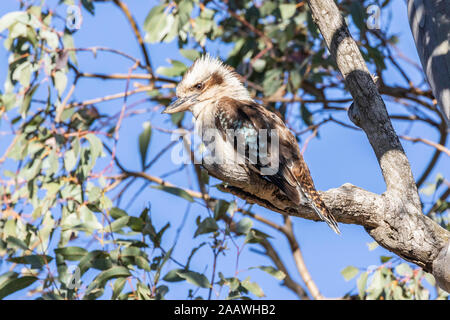 Laughing Kookaburra dans un arbre à Red Hill Nature Reserve, ACT, Australie sur un matin de printemps en novembre 2019 Banque D'Images