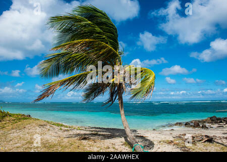 Palm tree at beach against blue sky, Saint Kitts et Nevis, Caraïbes Banque D'Images