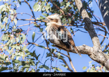 Laughing Kookaburra dans un arbre à Red Hill Nature Reserve, ACT, Australie sur un matin de printemps en novembre 2019 Banque D'Images