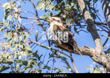 Laughing Kookaburra dans un arbre à Red Hill Nature Reserve, ACT, Australie sur un matin de printemps en novembre 2019 Banque D'Images