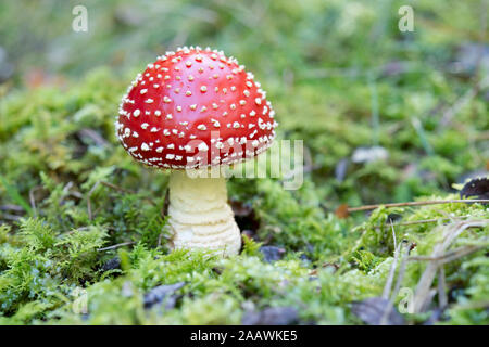 Agaric des forêts en vol Banque D'Images