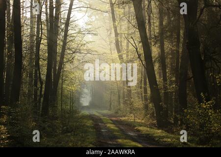 Rural road through misty spring forest au lever du soleil. Banque D'Images