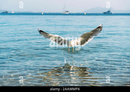 Flying seagull landing près de front de mer, Pollensa, Mallorca, Espagne Banque D'Images