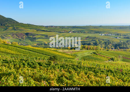 Albersweiler : vignoble, vue village Albersweiler dans la Loire, Route des Vins allemande, Rheinland-Pfalz, Rhénanie-Palatinat, Allemagne Banque D'Images
