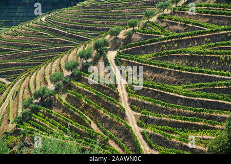 Le Portugal, Douro, Douro Valley, vignobles sur hill vu de dessus Banque D'Images