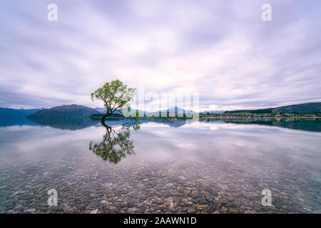 Arbre isolé du Lac Wanaka contre ciel nuageux, Nouvelle-Zélande Banque D'Images