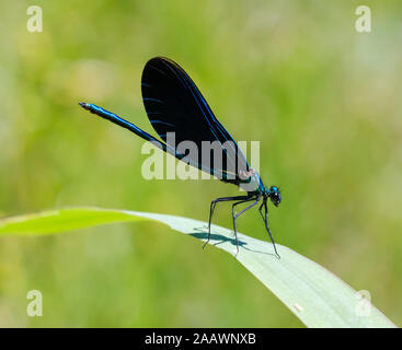 Close-up of blue-winged demoiselle sur feuille, Bavière, Allemagne Banque D'Images