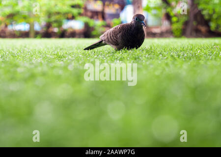 Zebra Dove marche sur la pelouse de gazon artificiel Banque D'Images