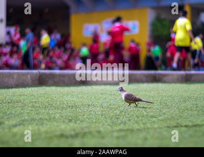 Zebra Dove marche sur la pelouse de gazon artificiel Banque D'Images