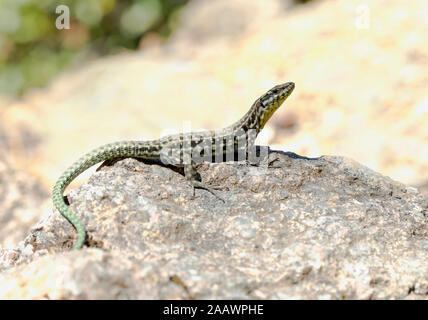 Close-up of Tyrrhénienne endémiques lézard des murailles sur rock, Corse, France Banque D'Images