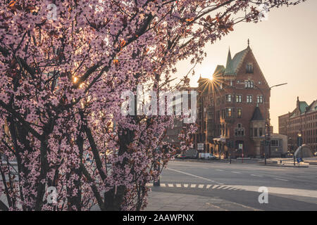 Cherry Tree sur trottoir contre Speicherstadt dans ville pendant le coucher du soleil à Hambourg, Allemagne Banque D'Images