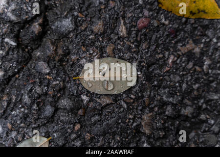 Gros plan d'une feuille humide à l'extérieur Banque D'Images