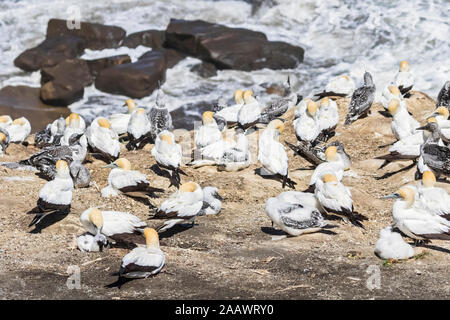 Portrait de bobbies perching on rock à Murawai Beach, New Zealand Banque D'Images