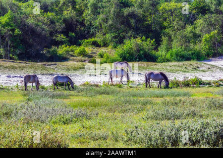 Pays-bas, Zeeland, Oostkapelle, Wild horses grazing in wildlife reserve Banque D'Images