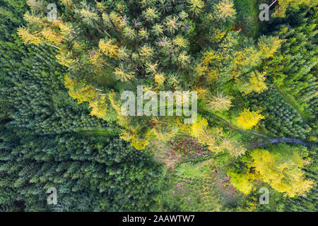 Vue aérienne de la forêt avec le reboisement près de Dietramszell, Tölzer Land, Upper Bavaria, Bavaria, Germany Banque D'Images