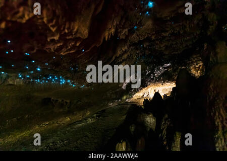Low angle view of illuminated Arachnocampa luminosa dans la caverne à Waipu, Nouvelle-Zélande Banque D'Images