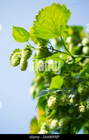 Close-up de plus en plus des cultures de houblon contre ciel clair dans Hallertau Banque D'Images